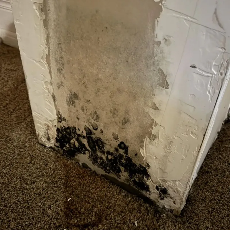 Professional Mold Removal in Platte County, NE